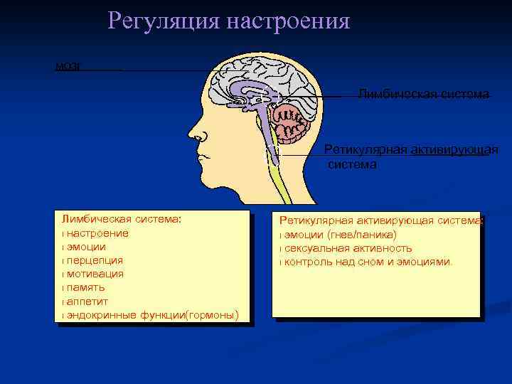 Регуляция настроения мозг Лимбическая система Ретикулярная активирующая система Лимбическая система: l настроение l эмоции