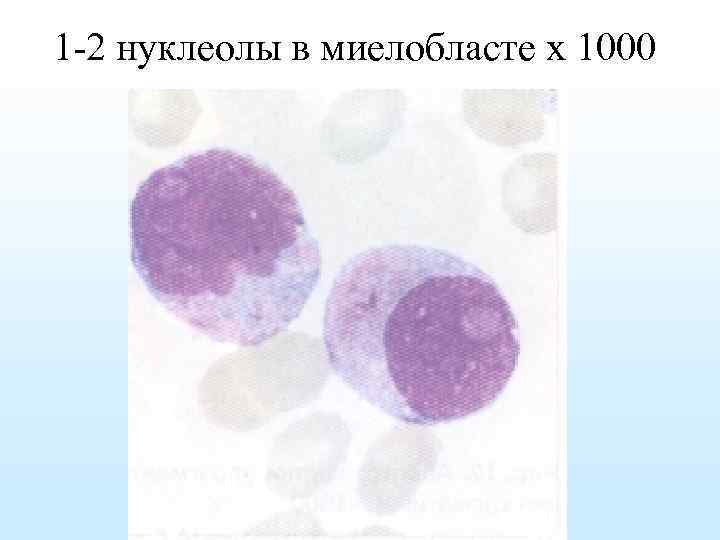 1 -2 нуклеолы в миелобласте х 1000 
