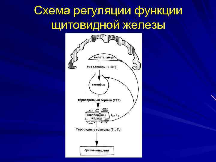 Схема регуляции функции щитовидной железы 