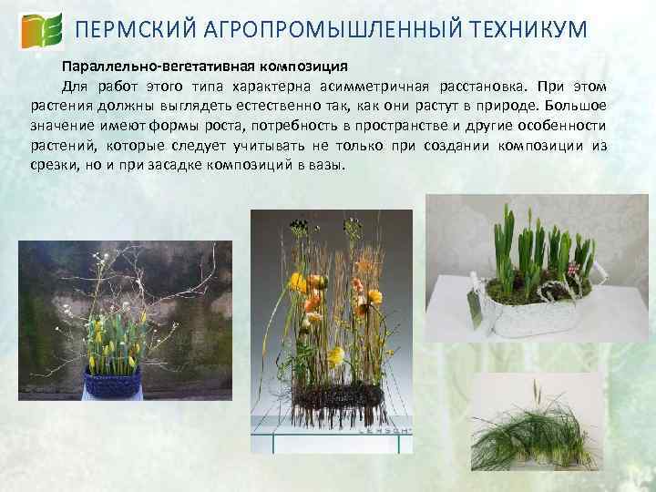 ПЕРМСКИЙ АГРОПРОМЫШЛЕННЫЙ ТЕХНИКУМ Параллельно-вегетативная композиция Для работ этого типа характерна асимметричная расстановка. При этом