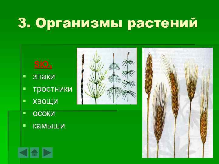 3. Организмы растений § § § Si. O 2 злаки тростники хвощи осоки камыши