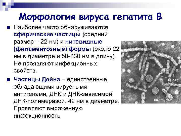 Морфология вируса гепатита В n n Наиболее часто обнаруживаются сферические частицы (средний размер –