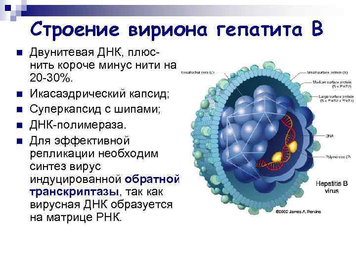 Строение вириона гепатита В n n n Двунитевая ДНК, плюснить короче минус нити на