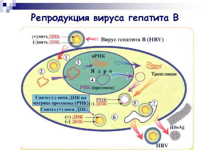 Репродукция вируса гепатита В 