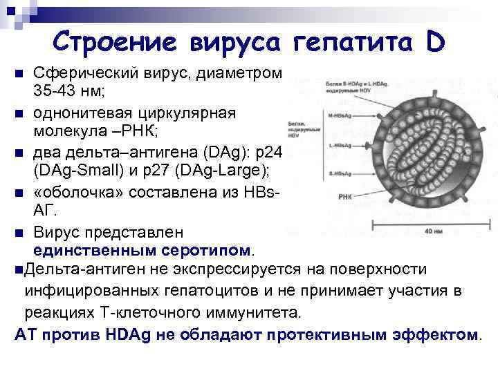 Строение вируса гепатита D Сферический вирус, диаметром 35 -43 нм; n однонитевая циркулярная молекула