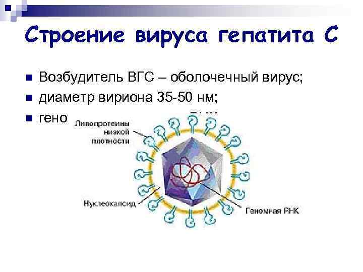Строение вируса гепатита С n n n Возбудитель ВГС – оболочечный вирус; диаметр вириона