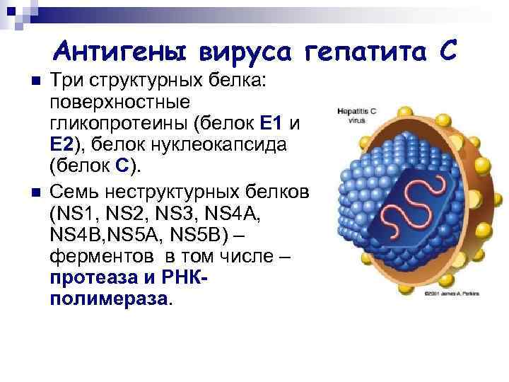 Антигены вируса гепатита С n n Три структурных белка: поверхностные гликопротеины (белок E 1