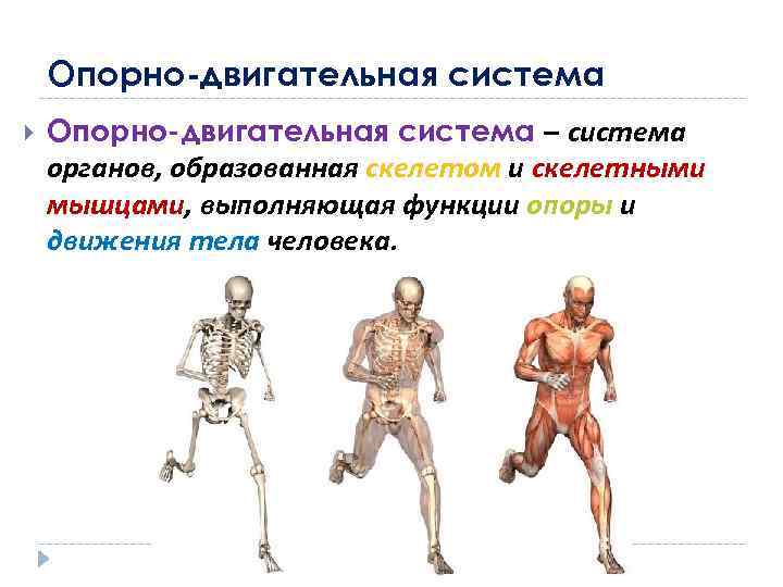 Опорно-двигательная система – система органов, образованная скелетом и скелетными мышцами, выполняющая функции опоры и