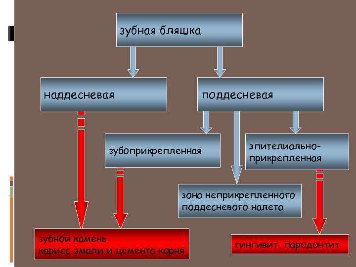 Схема формирования зубной бляшки