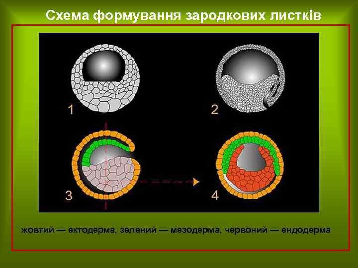 Схема формування зародкових листків жовтий — ектодерма, зелений — мезодерма, червоний — ендодерма 