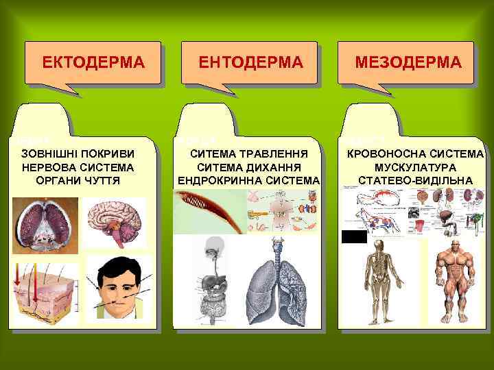ЕКТОДЕРМА ЗЯБРА ЗОВНІШНІ ПОКРИВИ НЕРВОВА СИСТЕМА ОРГАНИ ЧУТТЯ ЕНТОДЕРМА ХОРДА СИТЕМА ТРАВЛЕННЯ СИТЕМА ДИХАННЯ