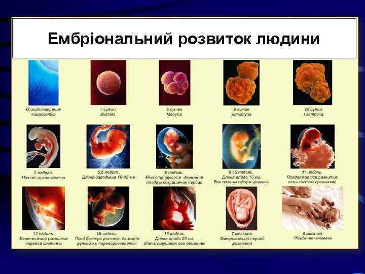Ембріональний розвиток людини 