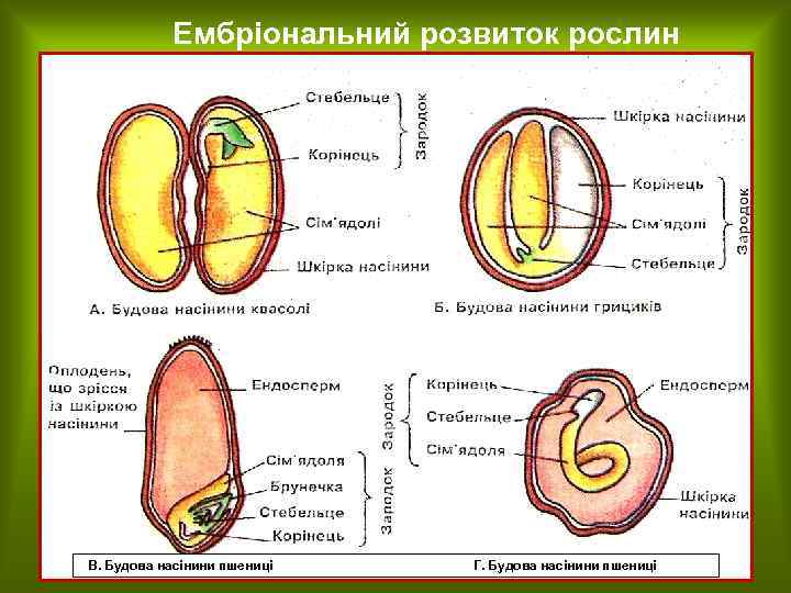 Ембріональний розвиток рослин НАСІНИНИ КВІТКОВИХ РОСЛИН В. Будова насінини пшениці Г. Будова насінини пшениці