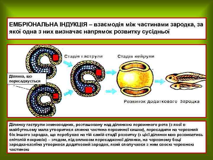 ЕМБРІОНАЛЬНА ІНДУКЦІЯ – взаємодія між частинами зародка, за якої одна з них визначає напрямок