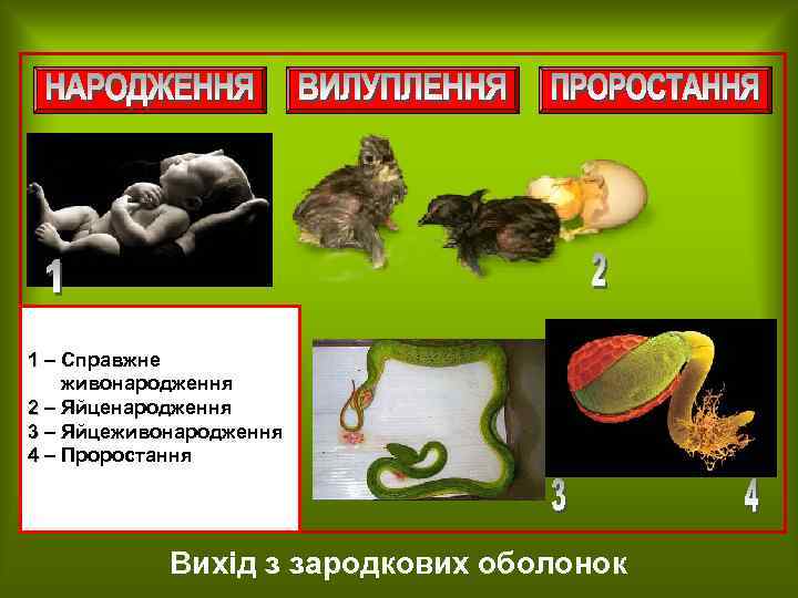 1 – Справжне живонародження 2 – Яйценародження 3 – Яйцеживонародження 4 – Проростання Вихід