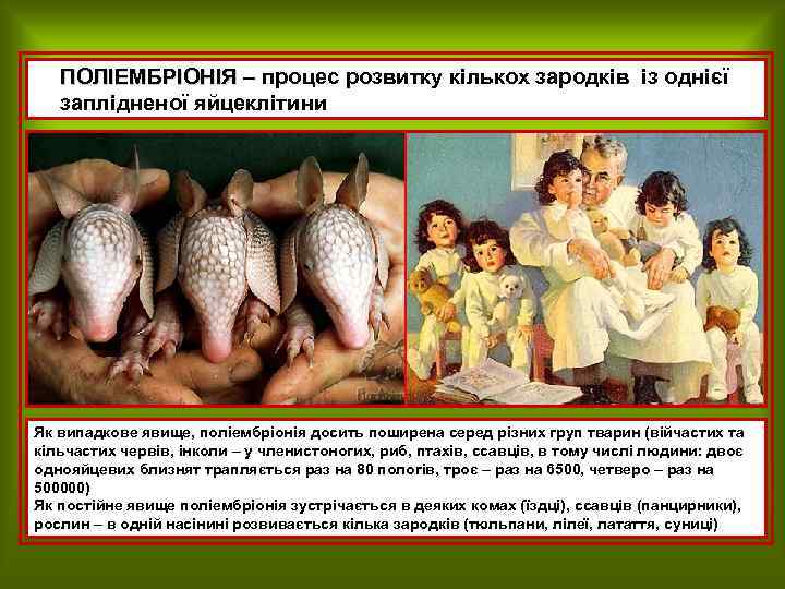 ПОЛІЕМБРІОНІЯ – процес розвитку кількох зародків із однієї заплідненої яйцеклітини Як випадкове явище, поліембріонія