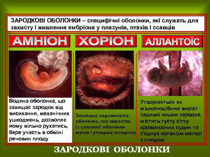 ЗАРОДКОВІ ОБОЛОНКИ – специфічні оболонки, які служать для захисту і живлення ембріона у плазунів,