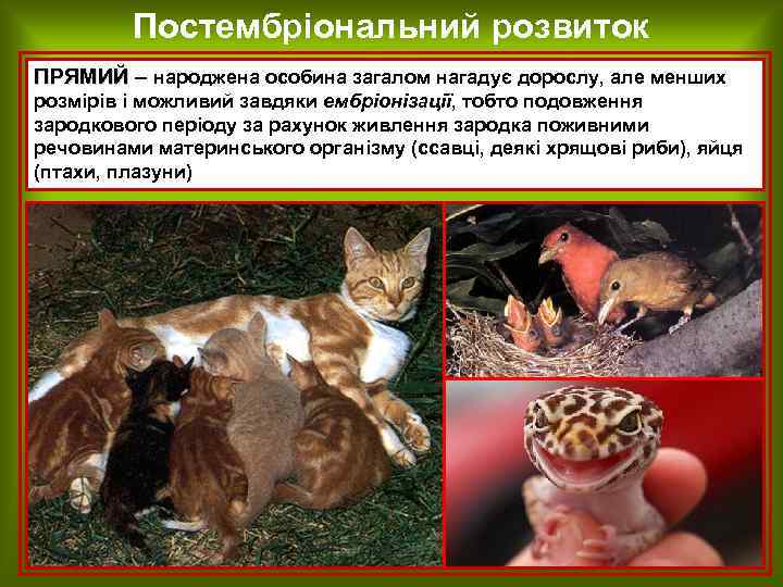 Постембріональний розвиток ПРЯМИЙ – народжена особина загалом нагадує дорослу, але менших розмірів і можливий