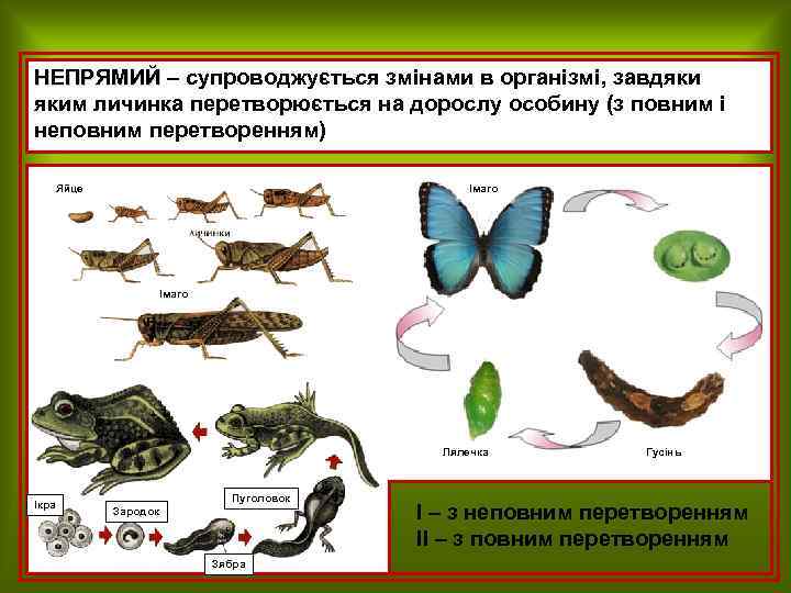 НЕПРЯМИЙ – супроводжується змінами в організмі, завдяки яким личинка перетворюється на дорослу особину (з