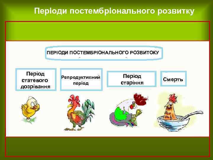 Періоди постембріонального розвитку І ІІ ПЕРІОДИ ПОСТЕМБРІОНАЛЬНОГО РОЗВИТОКУ Яйце Період статевого дозрівання Репродуктивний період