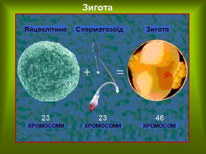 Зигота Яйцеклітина ХРОМОСОМИ Сперматозоїд ХРОМОСОМИ Зигота ХРОМОСОМ 
