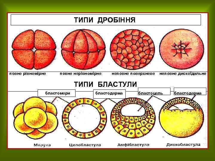 ТИПИ ДРОБІННЯ повне рівномірне повне нерівномірне неповне поверхневе неповне дискоїдальне ТИПИ БЛАСТУЛИ бластомери бластодерма