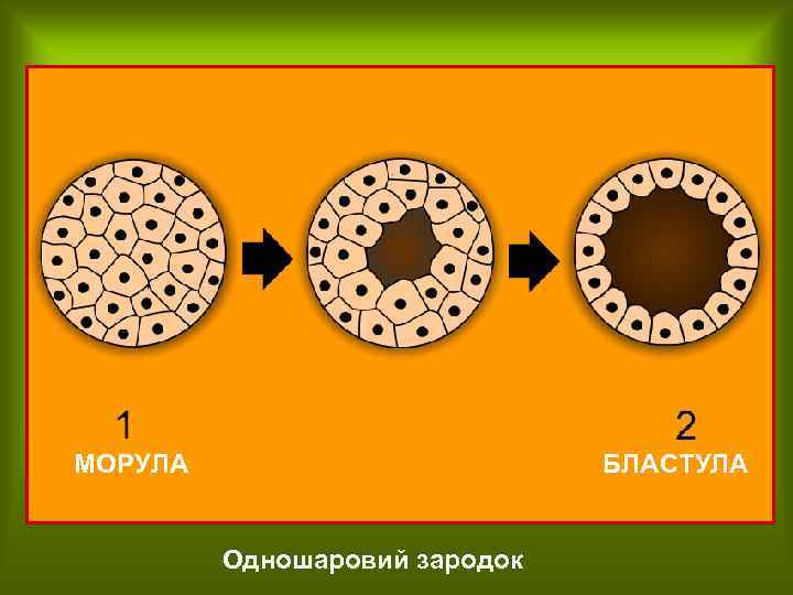 МОРУЛА БЛАСТУЛА Одношаровий зародок 