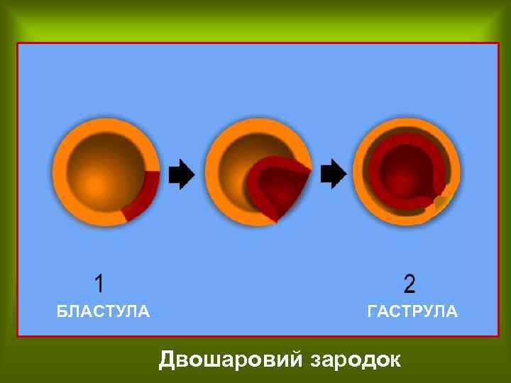 БЛАСТУЛА ГАСТРУЛА Двошаровий зародок 