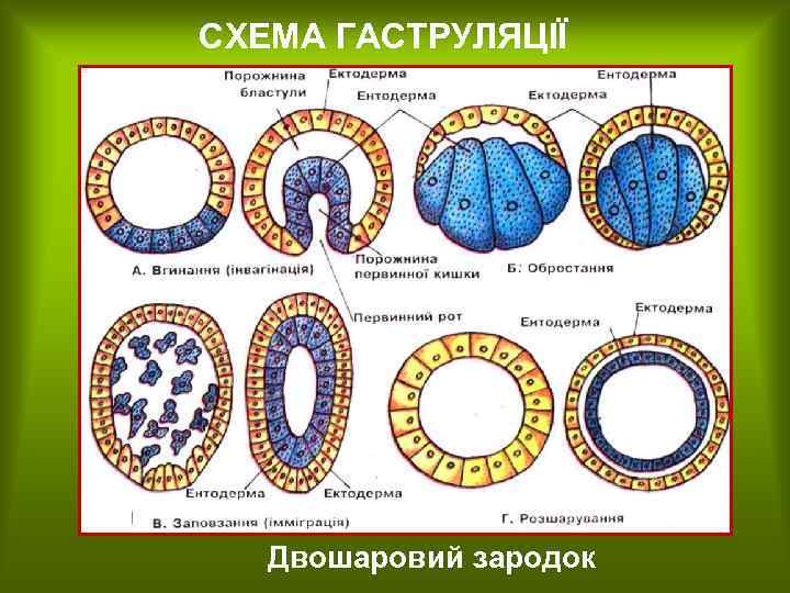 СХЕМА ГАСТРУЛЯЦІЇ Двошаровий зародок 