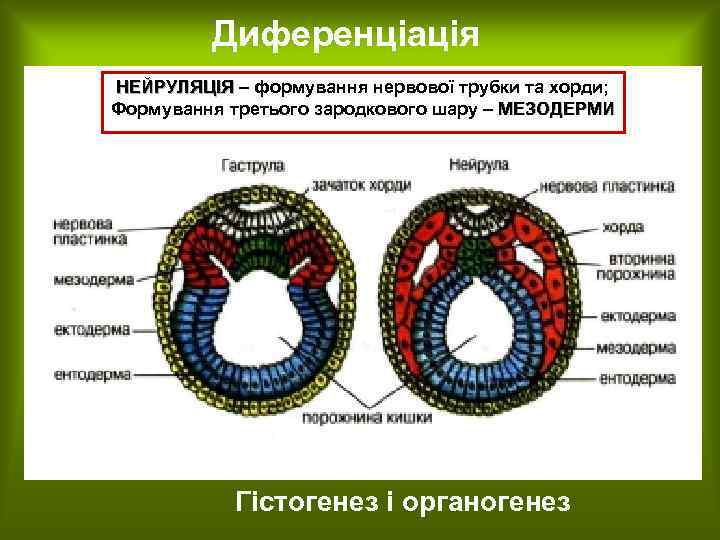 Диференціація НЕЙРУЛЯЦІЯ – формування нервової трубки та хорди; Формування третього зародкового шару – МЕЗОДЕРМИ