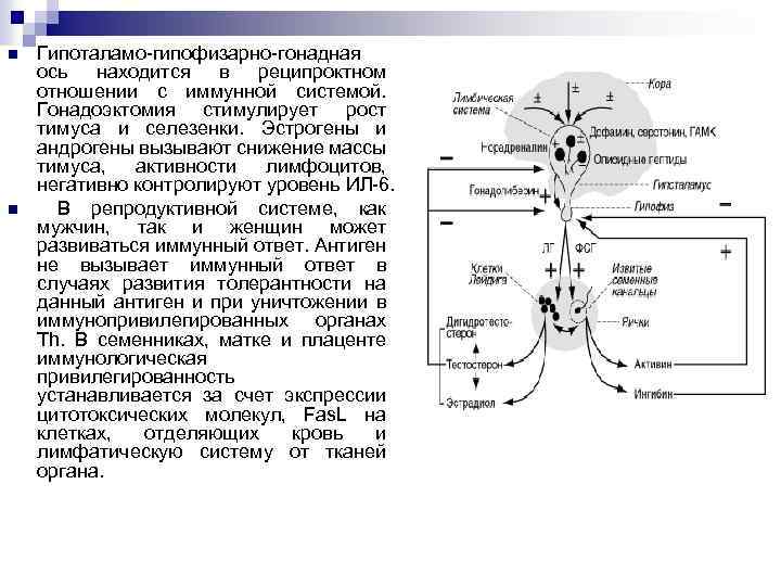 n n Гипоталамо-гипофизарно-гонадная ось находится в реципроктном отношении с иммунной системой. Гонадоэктомия стимулирует рост