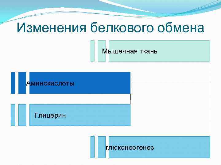 Изменения белкового обмена Мышечная ткань Аминокислоты Глицерин глюконеогенез 