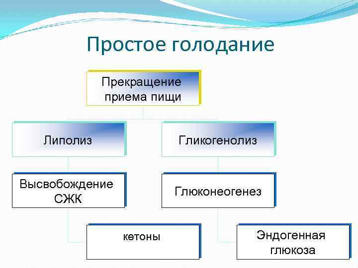 Простое голодание Прекращение приема пищи Липолиз Гликогенолиз Высвобождение СЖК Глюконеогенез кетоны Эндогенная глюкоза 