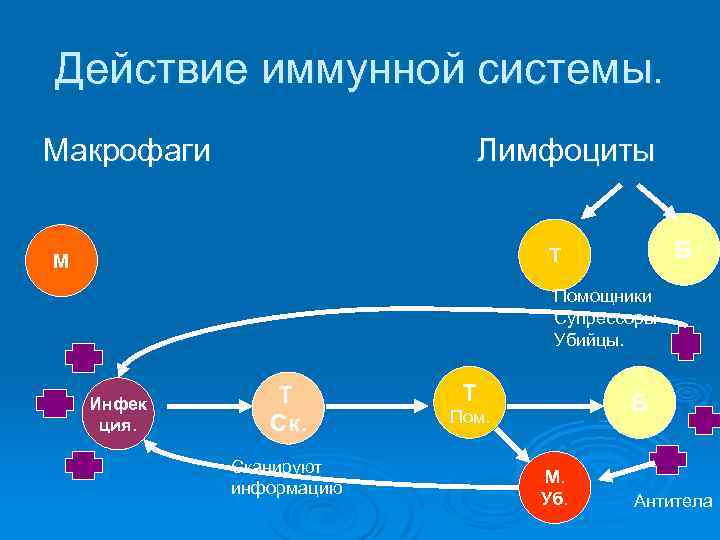 Действие иммунной системы. Макрофаги Лимфоциты Б Т М Помощники Супрессоры Убийцы. Инфек ция. Т