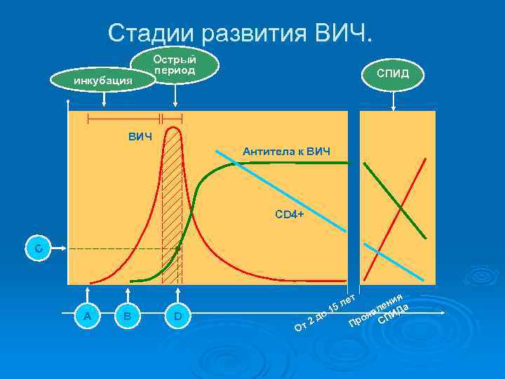 Стадии развития ВИЧ. инкубация Острый период СПИД ВИЧ Антитела к ВИЧ CD 4+ С