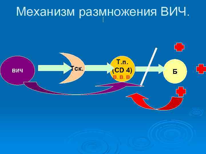 Механизм размножения ВИЧ Тск. Т. п. (СD 4) В. В. В. Б 