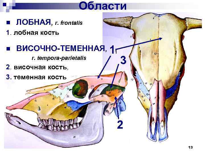 Области n ЛОБНАЯ, r. frontalis 1. лобная кость n ВИСОЧНО-ТЕМЕННАЯ, 11 r. tempora-parietalis 2.
