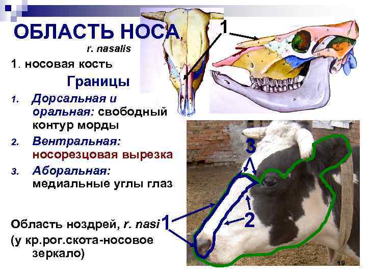 1 ОБЛАСТЬ НОСА, r. nasalis 1. носовая кость Границы 1. 2. 3. Дорсальная и