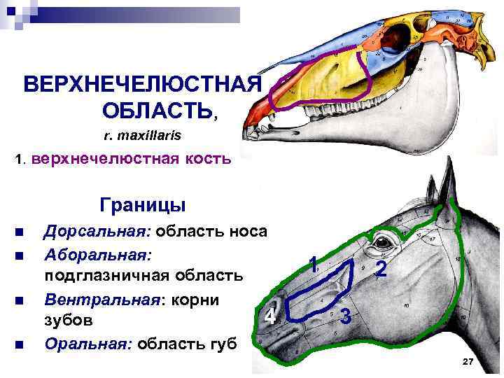 ВЕРХНЕЧЕЛЮСТНАЯ ОБЛАСТЬ, r. maxillaris 1. верхнечелюстная 1 кость Границы n n Дорсальная: область носа