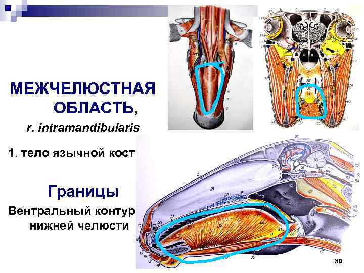 МЕЖЧЕЛЮСТНАЯ ОБЛАСТЬ, 1 r. intramandibularis 1. тело язычной кости Границы Вентральный контур нижней челюсти