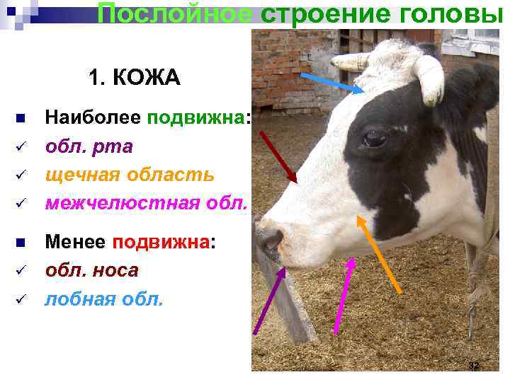 Послойное строение головы 1. КОЖА n ü ü ü n ü ü Наиболее подвижна: