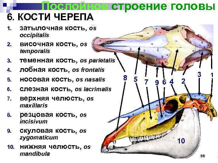 Послойное строение головы 6. КОСТИ ЧЕРЕПА 1. затылочная кость, os occipitalis 2. височная кость,