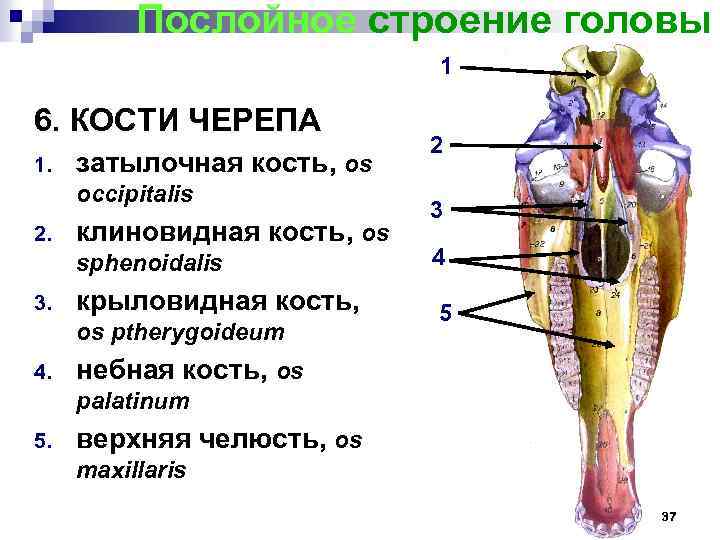 Послойное строение головы 1 6. КОСТИ ЧЕРЕПА 1. затылочная кость, os occipitalis 2. клиновидная