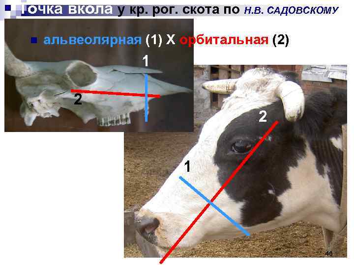 Точка вкола у кр. рог. скота по Н. В. САДОВСКОМУ n альвеолярная (1) Х