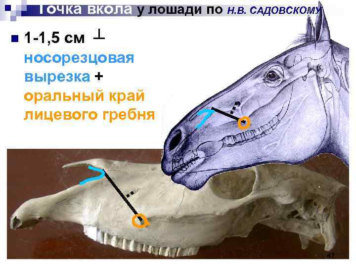 Точка вкола у лошади по Н. В. САДОВСКОМУ n 1 -1, 5 см ┴
