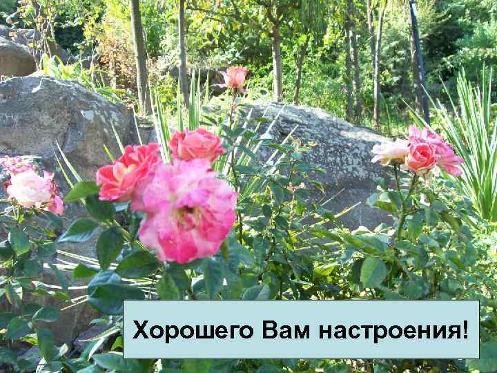 Хорошего Вам настроения! 