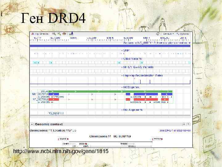 Ген DRD 4 http: //www. ncbi. nlm. nih. gov/gene/1815 