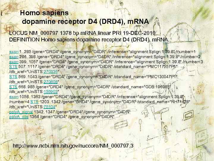 Homo sapiens dopamine receptor D 4 (DRD 4), m. RNA LOCUS NM_000797 1378 bp