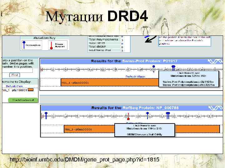 Мутации DRD 4 http: //bioinf. umbc. edu/DMDM/gene_prot_page. php? id=1815 