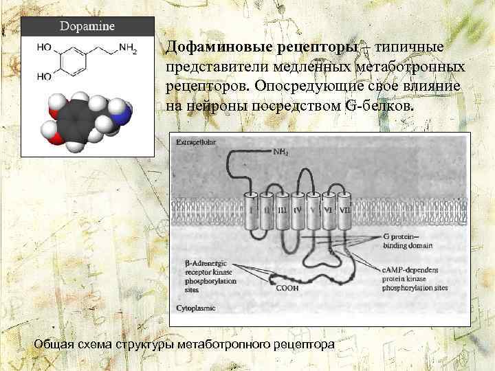 Дофаминовые рецепторы – типичные представители медленных метаботропных рецепторов. Опосредующие свое влияние на нейроны посредством